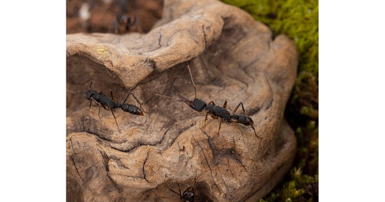 Tronc naturel
