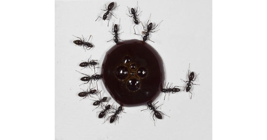 10 ml de sirop protéiné (pour reines et jeunes colonies)