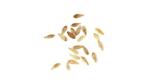 25 gr de graines de laitue