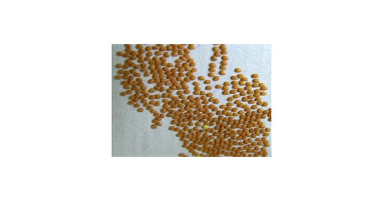25 Ouefs de ver à soie