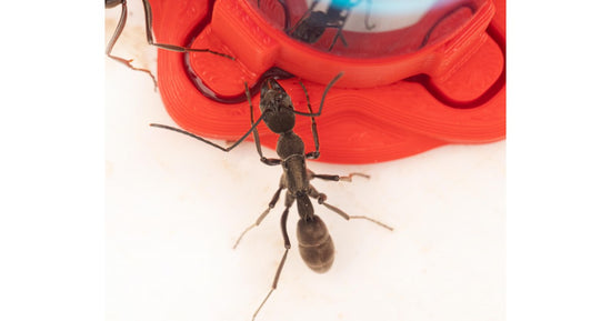 Abreuvoir pour fourmis à longues mâchoires (10ml)