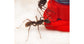Abreuvoir pour fourmis à longues mâchoires (10ml)