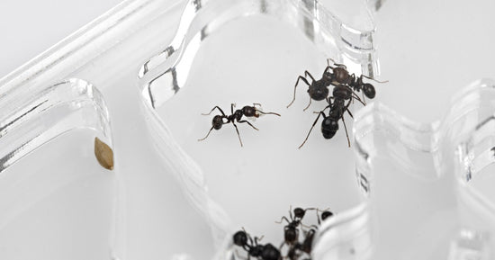 Acrylique NaturColor Champignon 20x10x1cms