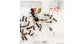 AntHouse-Hori-Acri 40x30x1,5 (Type Champignon)