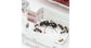 AntHouse-Hori-Acri 40x30x1,5 (Type Champignon)