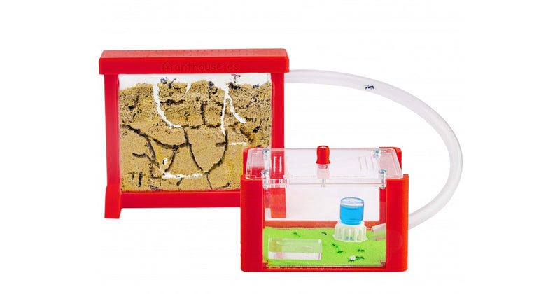 AntHouse Kit 3D basique avec reine et fourmis GRATUIT