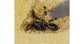 AntHouse Kit 3D -L- Sand Antill avec reine et fourmis GRATUIT