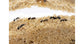 AntHouse Kit 3D -L- Sand Antill avec reine et fourmis GRATUIT