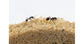 AntHouse Kit 3D -L- Sand Antill avec reine et fourmis GRATUIT