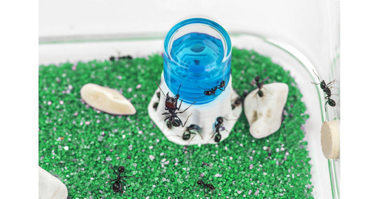 AntHouse Kit  avec reine et fourmis GRATUIT