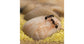 AntHouse Kit  avec reine et fourmis GRATUIT