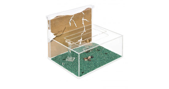 AntHouse Kit -L- Sand Antill avec reine et fourmis GRATUIT
