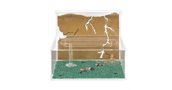 AntHouse Kit -L- Sand Antill avec reine et fourmis GRATUIT