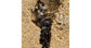 AntHouse Kit -L- Sand Antill avec reine et fourmis GRATUIT