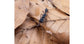 Beech Leaves 500cc