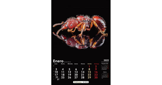 Calendrier des fourmis 2022