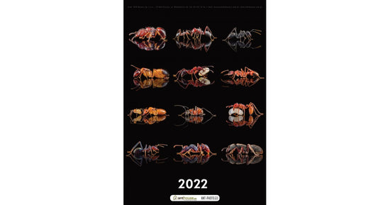 Calendrier des fourmis 2022