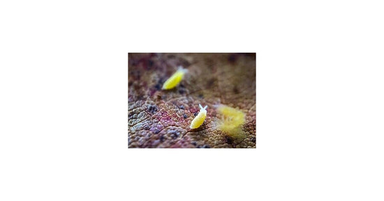 Collembole Ceratophycella sp Lilas « Jaune Albino » 250cc