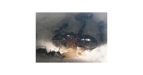 Colonie de Camponotus barbaricus