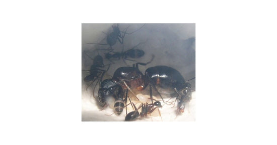 Colonie de Camponotus barbaricus