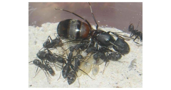 Colonie de Camponotus cruentatus