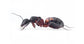 Colonie de Camponotus cruentatus