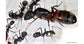 Colonie de Camponotus cruentatus
