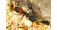 Colonie de Camponotus cruentatus