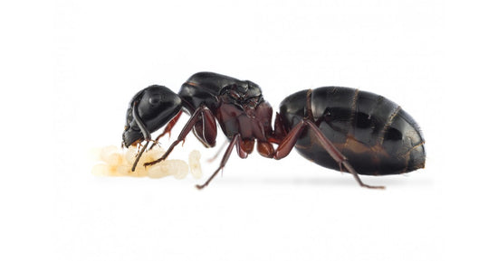 Colonie de Camponotus herculeanus