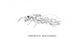 Colonie de Camponotus herculeanus