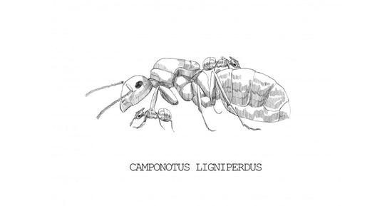 Colonie de Camponotus ligniperdus