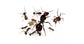 Colonie de fourmis Messor barbarus (Idéale pour les débutants)