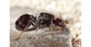 Colonie de fourmis Messor barbarus (Idéale pour les débutants)
