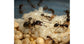Colonie de fourmis Messor barbarus (Idéale pour les débutants)