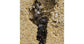Colonie de fourmis Messor barbarus (Idéale pour les débutants)