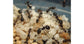 Colonie de fourmis Messor barbarus (Idéale pour les débutants)