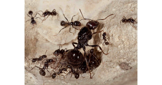 Colonie de fourmis Messor barbarus (Idéale pour les débutants)