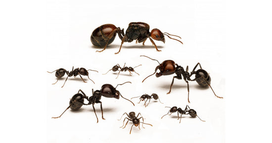 Colonie de fourmis Messor barbarus (Idéale pour les débutants)