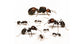 Colonie de fourmis Messor barbarus (Idéale pour les débutants)