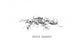 Colonie de fourmis Messor barbarus (Idéale pour les débutants)