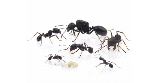 Colonie de fourmis Messor Structor