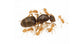 Colonie de Lasius flavus(fourmis Or)