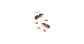 Colonie de Lasius flavus(fourmis Or)