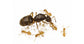 Colonie de Lasius flavus(fourmis Or)
