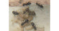 Colonie de Lasius grandis