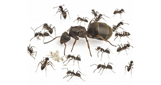 Colonie de Lasius grandis