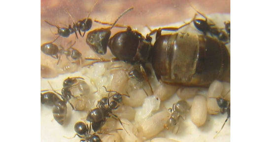 Colonie de Lasius grandis