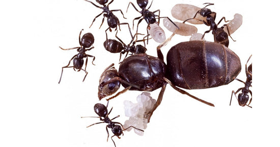 Colonie de Lasius niger