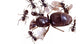 Colonie de Lasius niger