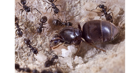 Colonie de Lasius niger